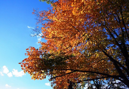 Autumn-in-Connecticut-540x374