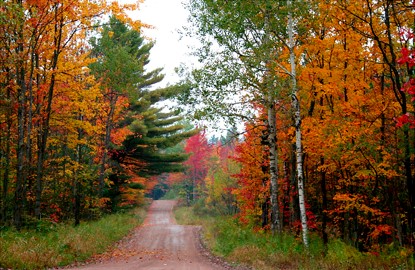 new-york Fall Foliage