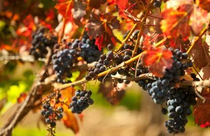 sonoma Fall Foliage